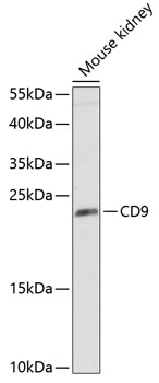 CD9 Polyclonal Antibody (50 µl)