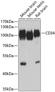 CD34 Polyclonal Antibody (50 µl)