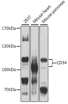 CD34 Polyclonal Antibody (50 µl)