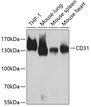 CD31 Polyclonal Antibody (100 µl)