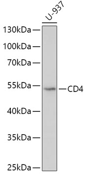 CD4 Polyclonal Antibody (50 µl)