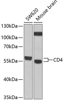 CD4 Polyclonal Antibody (100 µl)