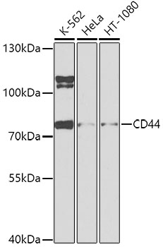 CD44 Polyclonal Antibody (100 µl)