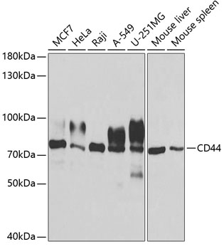 CD44 Polyclonal Antibody (100 µl)