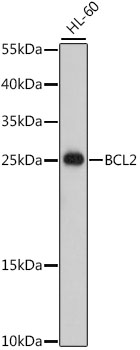 BCL2 Polyclonal Antibody (100 µl)