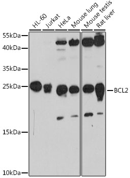 BCL2 Polyclonal Antibody (100 µl)