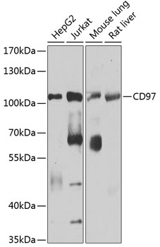 CD97 Polyclonal Antibody (50 µl)