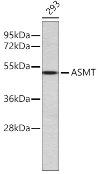 ASMT Polyclonal Antibody (100 µl)
