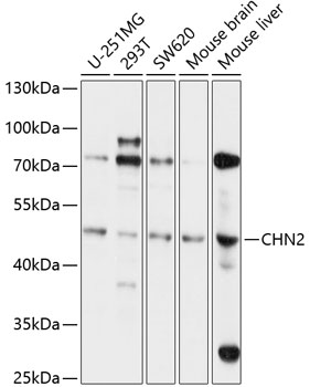 CHN2 Polyclonal Antibody (100 µl)