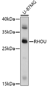 RHOU Polyclonal Antibody (50 µl)