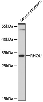 RHOU Polyclonal Antibody (50 µl)