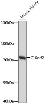 C10orf2 Polyclonal Antibody (50 µl)