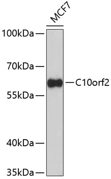 C10orf2 Polyclonal Antibody (50 µl)