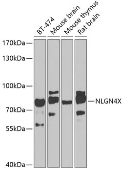 NLGN4X Polyclonal Antibody (100 µl)