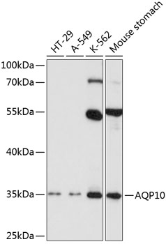 AQP10 Polyclonal Antibody (100 µl)