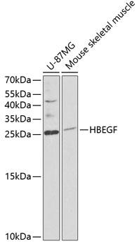 HBEGF Polyclonal Antibody (100 µl)