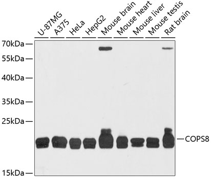 COPS8 Polyclonal Antibody (100 µl)