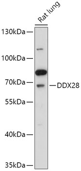 DDX28 Polyclonal Antibody (50 µl)