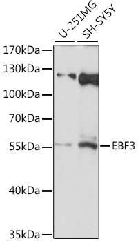EBF3 Polyclonal Antibody (100 µl)