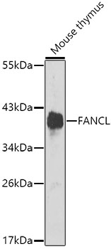 FANCL Polyclonal Antibody (100 µl)