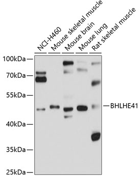 BHLHE41 Polyclonal Antibody (100 µl)