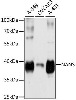 NANS Polyclonal Antibody