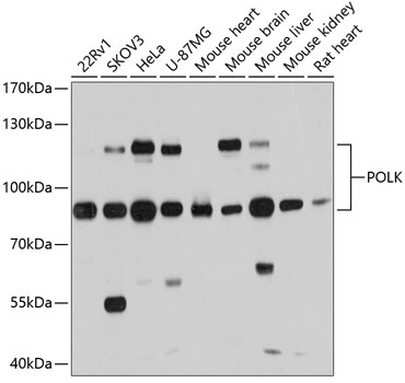POLK Polyclonal Antibody (50 µl)