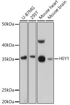 HEY1 Polyclonal Antibody (100 µl)