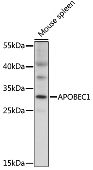 APOBEC1 Polyclonal Antibody (100 µl)