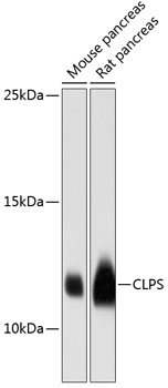 CLPS Polyclonal Antibody (100 µl)