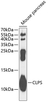 CLPS Polyclonal Antibody (50 µl)