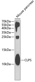 CLPS Polyclonal Antibody (100 µl)