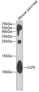 CLPS Polyclonal Antibody (50 µl)