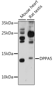 DPPA5 Polyclonal Antibody (50 µl)