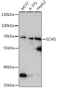 ECM1 Polyclonal Antibody (50 µl)