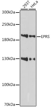 EPRS Polyclonal Antibody (50 µl)