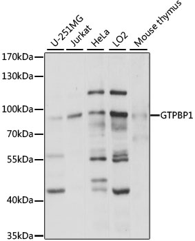 GTPBP1 Polyclonal Antibody (50 µl)