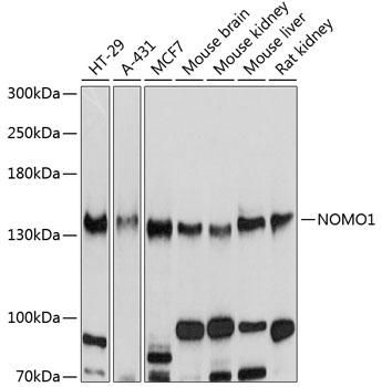 NOMO1 Polyclonal Antibody (100 µl)
