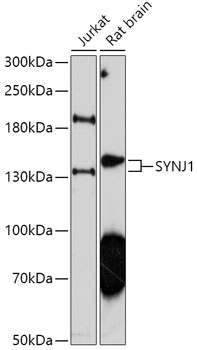 SYNJ1 Polyclonal Antibody (50 µl)
