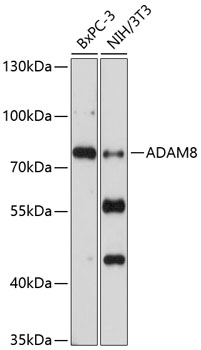 ADAM8 Polyclonal Antibody (100 µl)