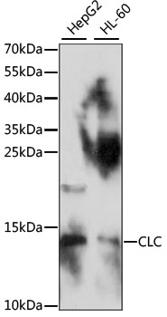 CLC Polyclonal Antibody (100 µl)