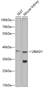 UBIAD1 Polyclonal Antibody (50 µl)