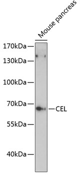 CEL Polyclonal Antibody (50 µl)