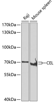 CEL Polyclonal Antibody (100 µl)