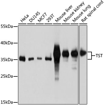 TST Polyclonal Antibody