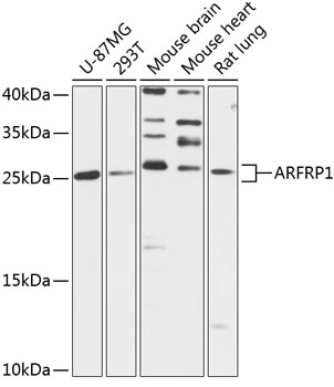 ARFRP1 Polyclonal Antibody (50 µl)