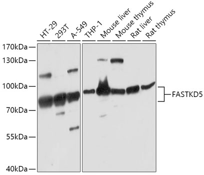 FASTKD5 Polyclonal Antibody (50 µl)