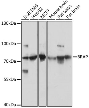 BRAP Polyclonal Antibody (100 µl)
