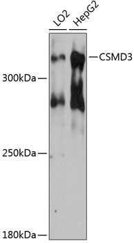 CSMD3 Polyclonal Antibody (100 µl)