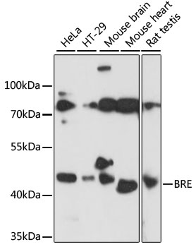 BRE Polyclonal Antibody (100 µl)